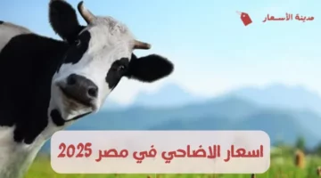عشان العيد قرب.. شوف اسعار الأضاحي في مصر وايهما أفضل البلدي ولا المستورد