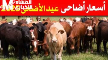 بلدي ولا مستورد.. شوف اسعار الأضاحي لعام 2025 في مصر