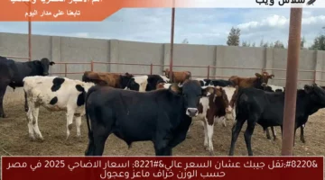 “تقل جيبك عشان السعر عالي” اسعار الاضاحي 2025 في مصر حسب الوزن خراف ماعز وعجول