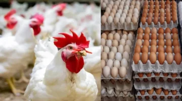 أسعار الفراخ البيضاء وكرتونة البيض اليوم 5 مايو بالأسواق.. زيادات جديدة