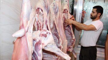 أسعار اللحوم البلدية والمجمدة والأضاحي اليوم الأحد 25-5-2025 بعد صعود المواشي