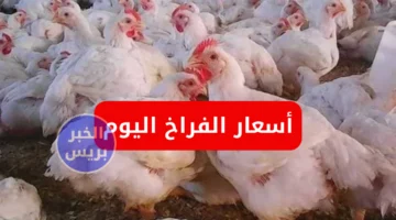 سعر الفراخ البيضاء اليوم الإثنين 30 يونيو 2025.. استقرار أسعار الدواجن في البورصة والسوق المصري