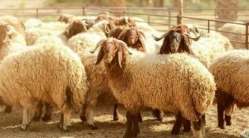 خصومات بنسبة 30% على أسعار الأضاحي بشوادر التموين