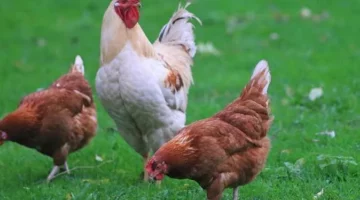 ما هي أسعار الدواجن والبيض اليوم في أسواق الشرقية؟ الأربعاء 4 يونيو 2025