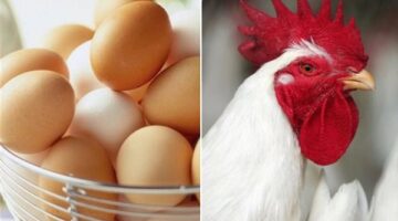 أسعار الدواجن البيضاء وطبق البيض اليوم الجمعة تقفز من جديد وتفاجئ الجميع