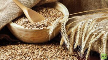 أسعار الأعلاف بعد صعود الردة وكسب الصويا اليوم الثلاثاء 24-6-2025 في الأسواق