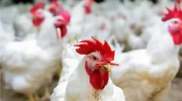 أسعار الدجاج في بورصة الدواجن وفي السوق اليوم