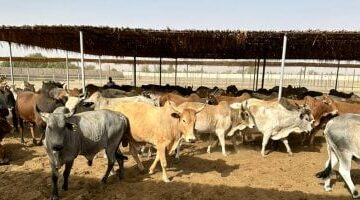 أسعار الأضاحي واللحوم بأسواق محافظة مطروح اليوم الأحد 1-6-2025