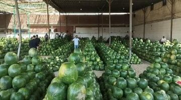 أسعار الفاكهة اليوم الأربعاء 4-6-2025 بأسواق محافظة مطروح.. البطيخ بـ10 جنيهات