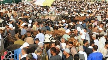 أسعار الأضاحى اليوم الأربعاء 4-6-2025 بمطروح.. كيلو البرقى القائم بـ240 جنيها