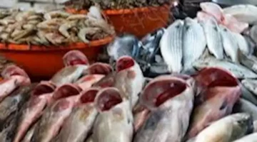 انخفاض المكرونة.. أسعار الأسماك في سوق العبور اليوم 18-6-2025