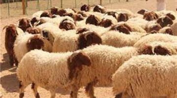 سعر الخروف البرقي اليوم السبت 7-6-2025.. اعرف بكام ثاني أيام عيد الأضحى