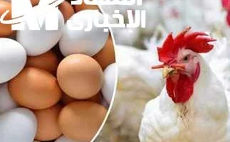 جهّز ثلاجتك.. أسعار البيض اليوم السبت 14/6/2025