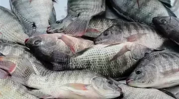أسعار الأسماك مساء اليوم الثلاثاء 24 يونيو 2025