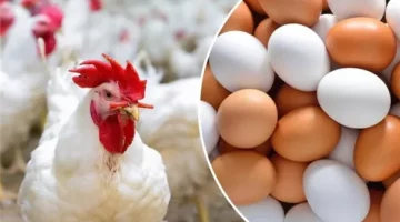الكيلو بكام انهارده.. انخفاض غير مسبوق بأسعار الدواجن اليوم ومفاجأة بسعر كرتونة البيض