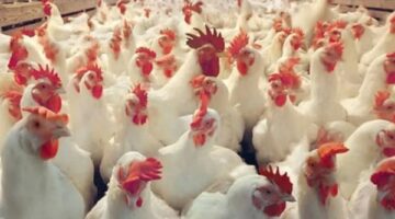 انخفاض أسعار الدواجن بأسواق الوادي الجديد