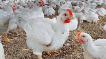 الفراخ اليوم بكام؟.. أسعار الدواجن بأنواعها في الأسواق السبت 7 يونيو 2025