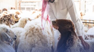 الأضاحي قبل العيد.. وفرة معروض وأسعار عالية