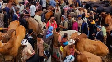 جبايات مليشيا الحوثي تستهدف أسواق المواشي في وترفع أسعار الأضاحي قبل العيد