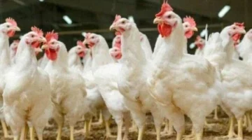 أسعار الفراخ البيضاء والبلدي اليوم في المنافذ والمحلات بعد انتهاء عيد الأضحى