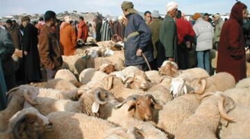 إعادة تكوين القطيع .. حلقات إلكترونية للماشية تعمل بنظام التعريف بالترددات الراديوية
