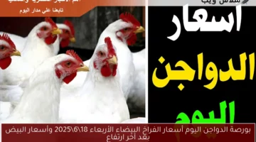 بورصة الدواجن اليوم أسعار الفراخ البيضاء الأربعاء 1862025 وأسعار البيض بعد آخر ارتفاع