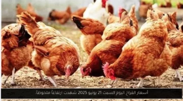 أسعار الفراخ اليوم السبت 21 يونيو 2025 شهدت ارتفاعاً ملحوظاً.