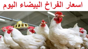 تابع معانا.. أسعار الفراخ اليوم الثلاثاء10/6/2025