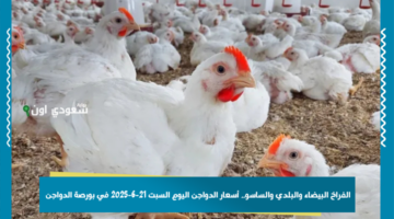 الفراخ البيضاء والبلدي والساسو.. أسعار الدواجن اليوم السبت 21-6-2025 في بورصة الدواجن وأحدث التغيرات السعرية