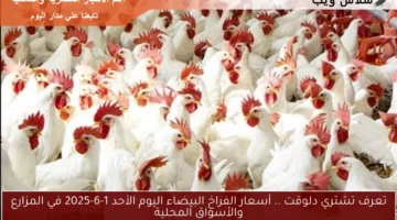 تعرف تشتري دلوقت .. أسعار الفراخ البيضاء اليوم الأحد 1-6-2025 في المزارع والأسواق المحلية