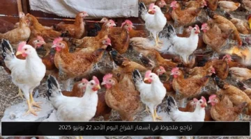 تراجع ملحوظ في أسعار الفراخ اليوم الأحد 22 يونيو 2025