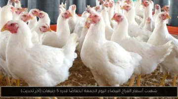 شهدت أسعار الفراخ البيضاء اليوم الجمعة انخفاضًا قدره 5 جنيهات (آخر تحديث)