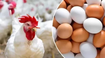 الكيلو بكام انهارده.. استقرار غير مسبوق بأسعار الدواجن اليوم ومفاجأة بسعر كرتونة البيض